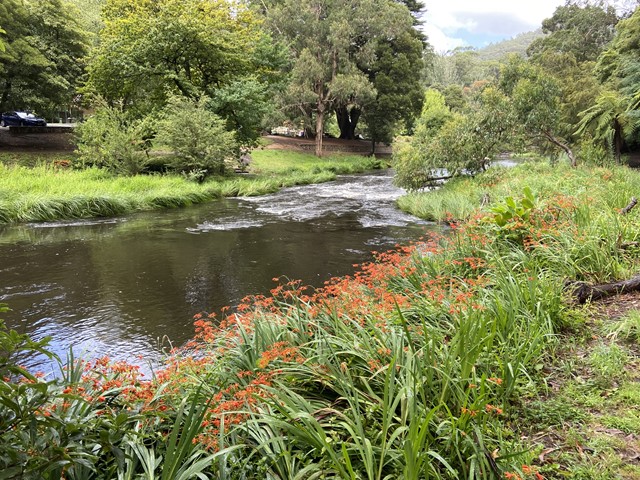 Yarra River Walk (Warburton)