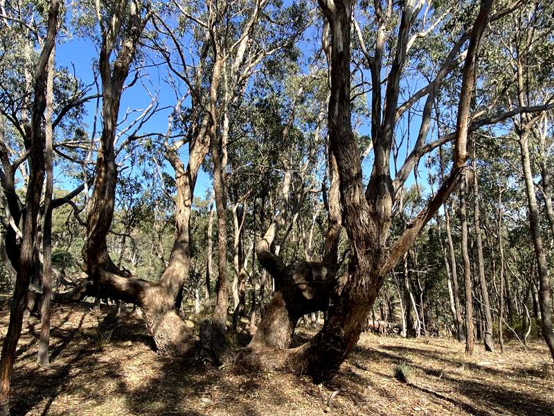 Alexandra - McKenzie Flora Reserve