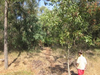 Alex Wilkie Nature Reserve (Springvale South)