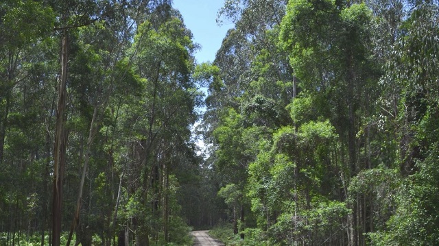 Cann River - Alfred National Park