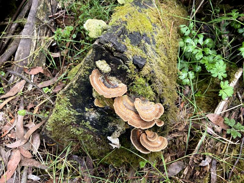 Allambee - Mount Worth State Park
