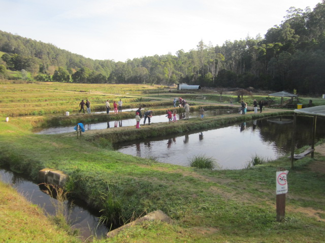 Noojee - Alpine Trout Farm