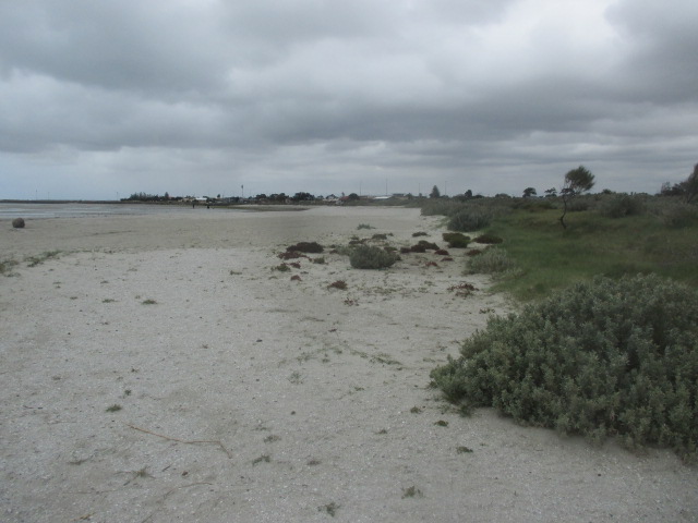 Altona Off Lead Dog Beach