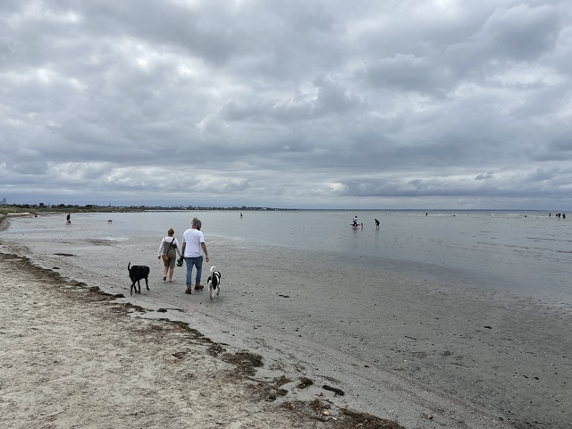 Best Off-Leash Dog Beaches in Melbourne