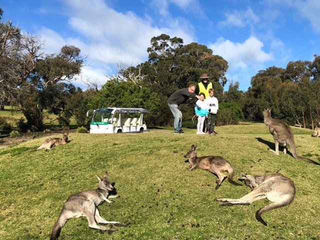 Anglesea Golf Club Kangaroo Tours (Anglesea)