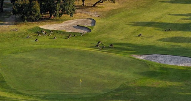 Anglesea Golf Club Kangaroo Tours (Anglesea)