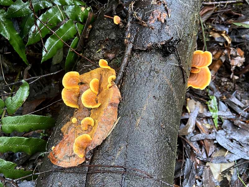 Apollo Bay - Maits Rest Rainforest Walk