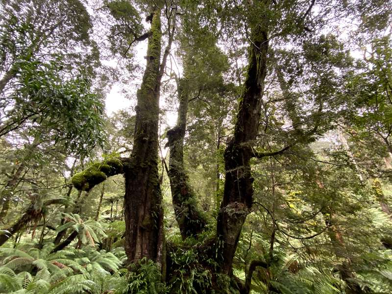 Apollo Bay - Maits Rest Rainforest Walk