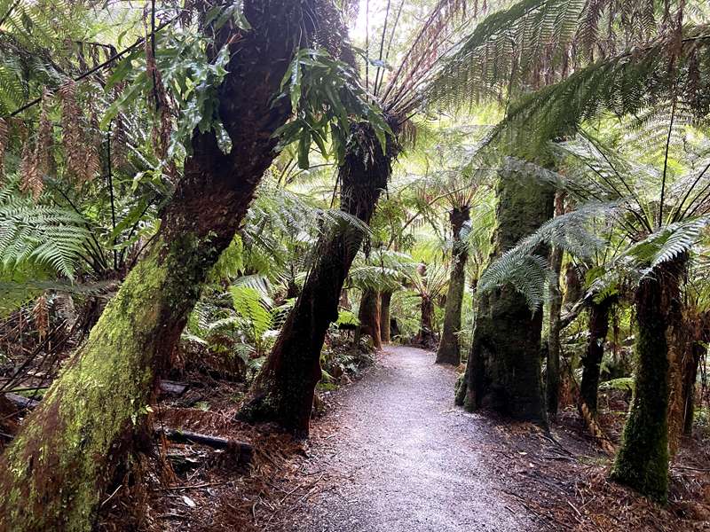 Apollo Bay - Maits Rest Rainforest Walk