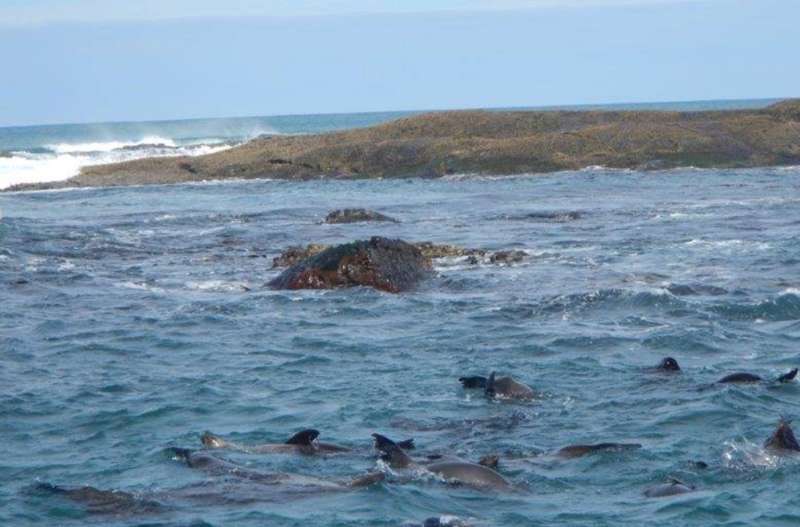 Apollo Bay Fishing & Adventure Tours