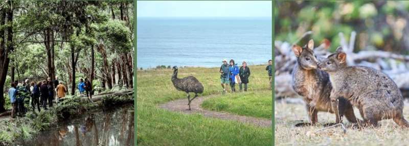 Apollo Bay - Wildlife Wonders