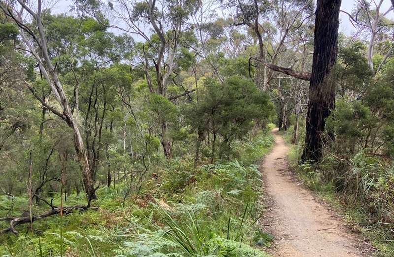 Arthurs Seat Mountain Bike Trails (Arthurs Seat)