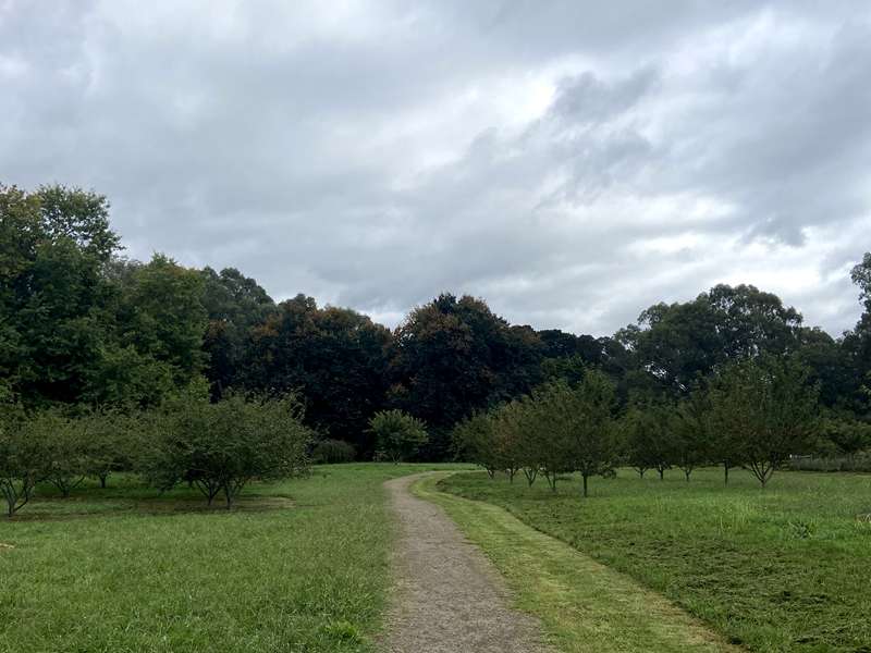 Arts, Artists and Ancient Trees Walk (Bulleen)