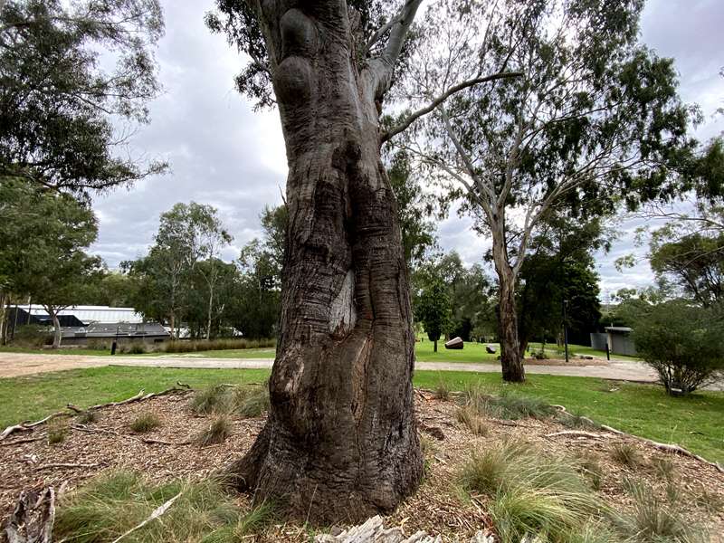 Arts, Artists and Ancient Trees Walk (Bulleen)