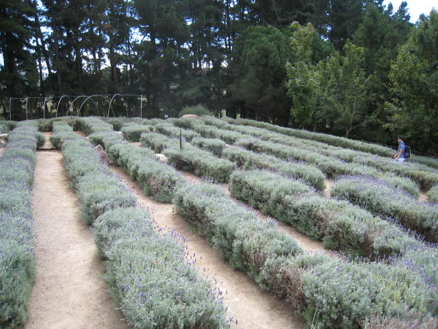 Ashcombe Maze and Lavender Gardens (Shoreham)