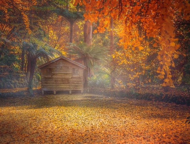 Best Places to See Autumn Leaves in Melbourne