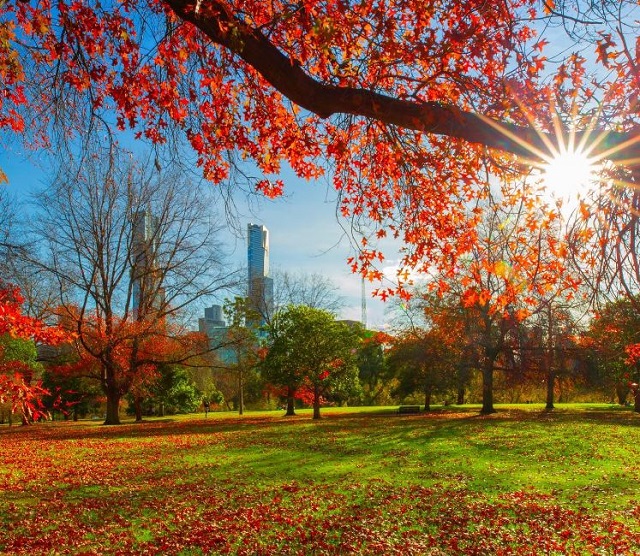 Best Places to See Autumn Leaves in Melbourne