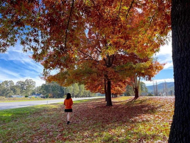 15 Best Places to See Autumn Leaves in Victoria