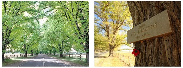 Bacchus Marsh - Avenue of Honour