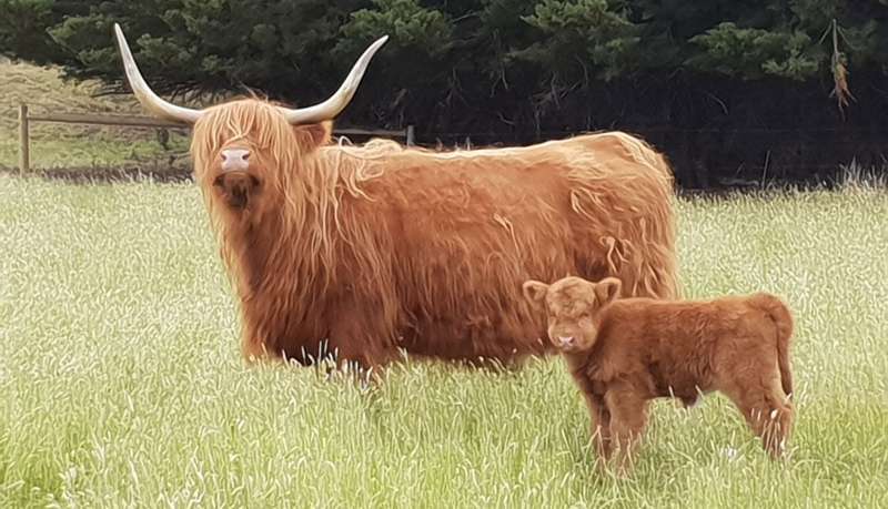 Bairnsley Highland Cattle (Gisborne South)