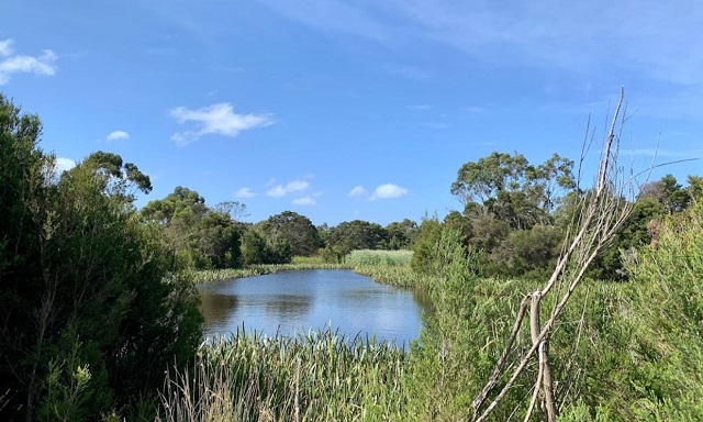 Balbirooroo Wetlands Walk (Balnarring)