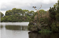 Tarwin Lower - Bald Hills Creek Wetlands Reserve