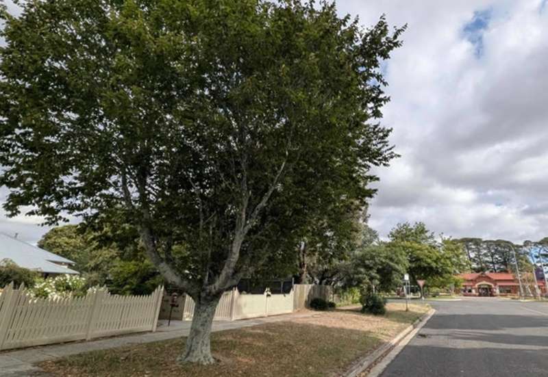Ballan Historic Tree Walk