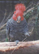 Mt Helen - Ballarat Bird World
