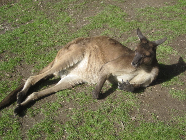 Ballarat Wildlife Park