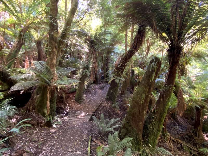 Balook - Tarra Bulga National Park