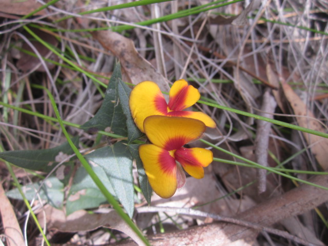 Baluk Willam Flora Reserve (Belgrave South)