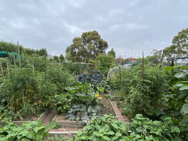 Balwyn Community Centre Community Garden (Surrey Hills)