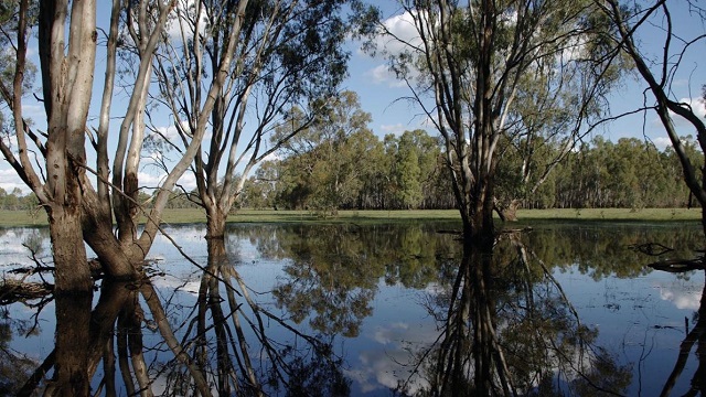 Barmah National Park