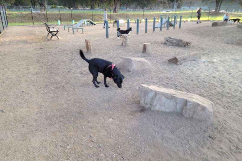 Barwon River Fenced Dog Park (Belmont)