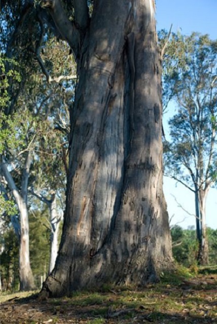 Bataluk Cultural Trail