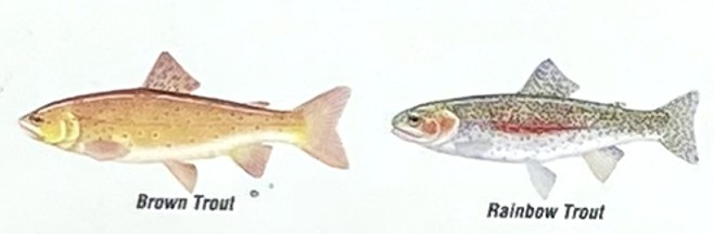 Baw Baw Shire Fishing Guide