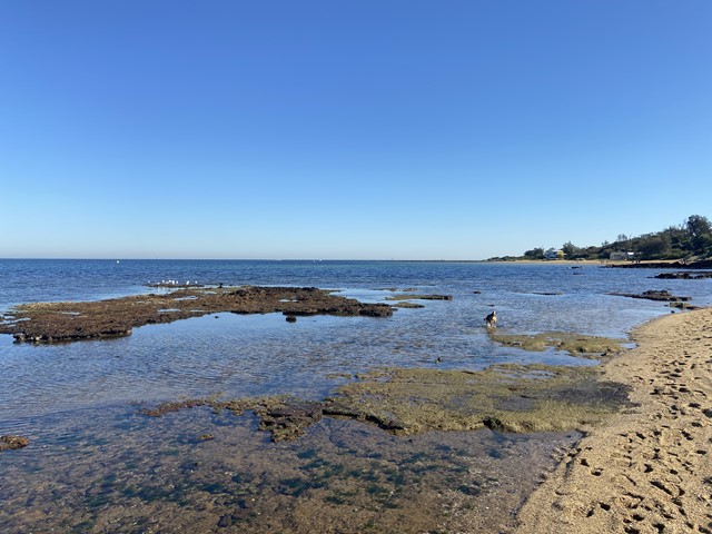 Beaumaris Sea Scout Boat Shed Beach Dog Off Leash Area (Beaumaris)