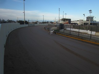 Beckley Park Greyhounds (Corio)