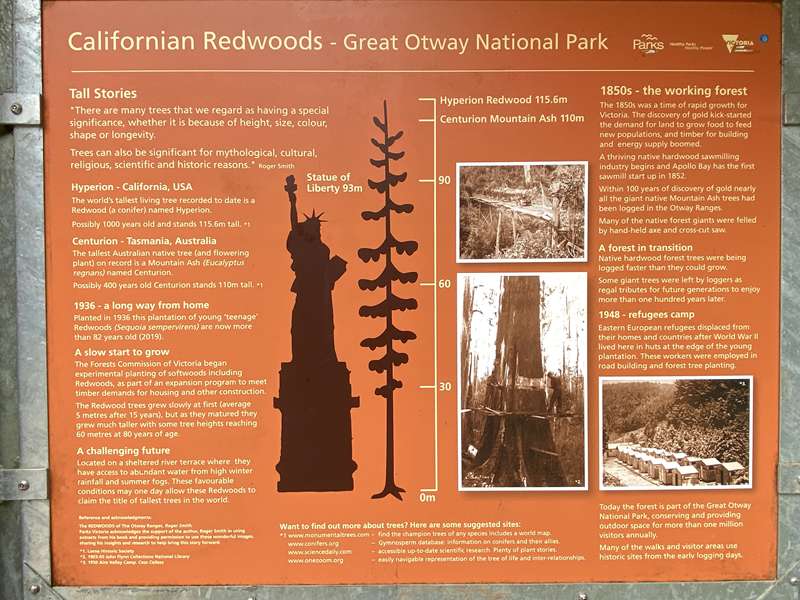 Beech Forest - Californian Redwoods