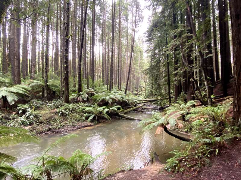 Beech Forest - Californian Redwoods