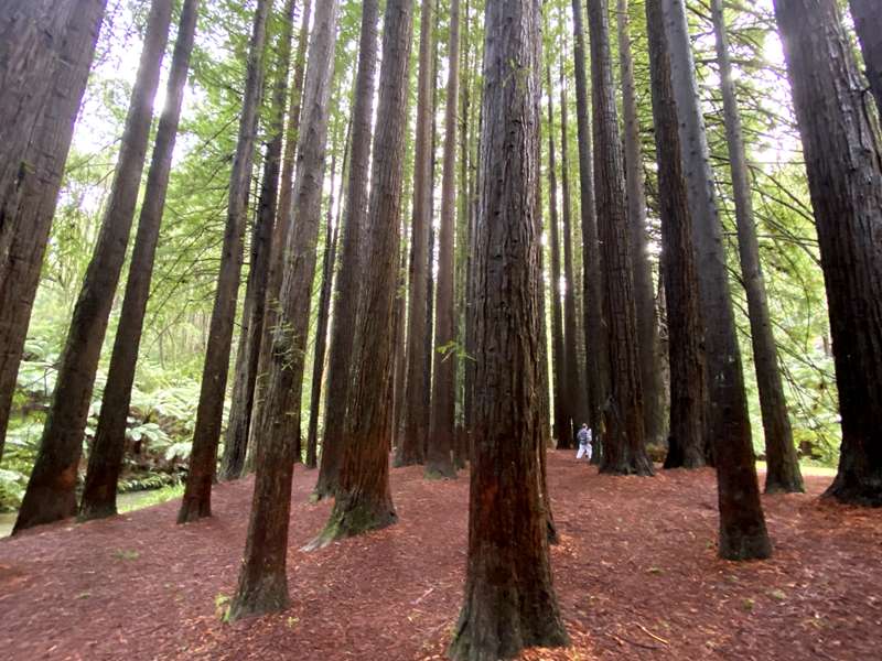 Beech Forest -  Californian Redwoods