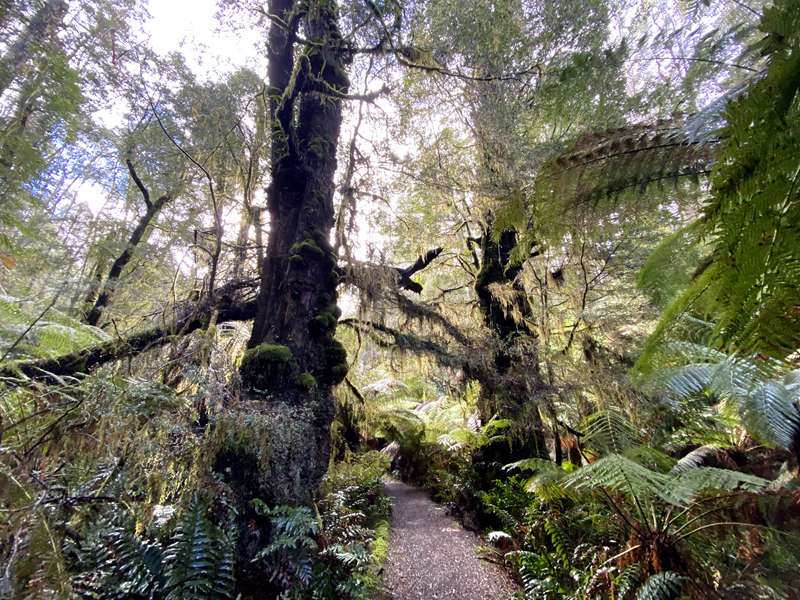 Beech Forest - Beauchamp Falls