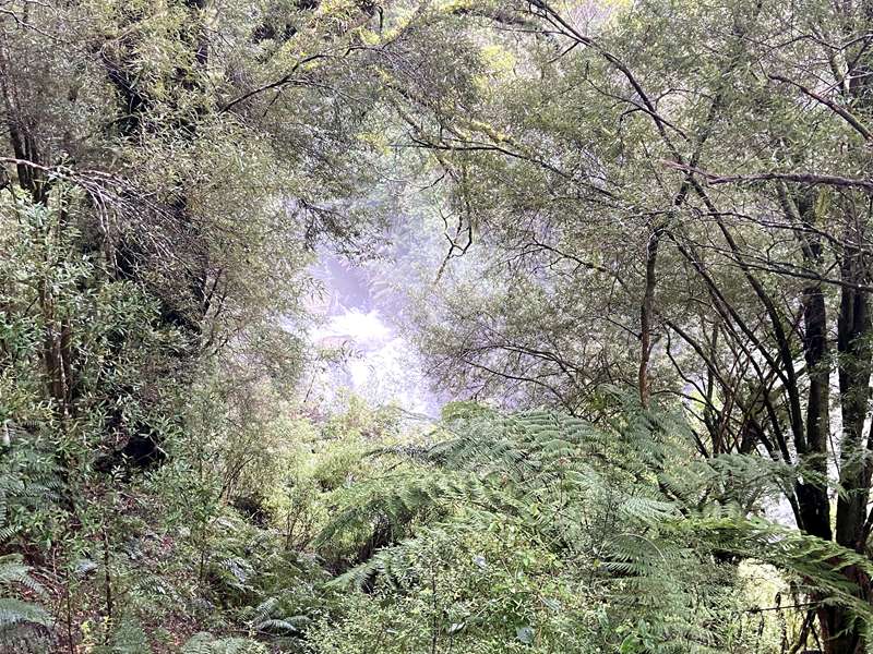 Beech Forest - Hopetoun Falls