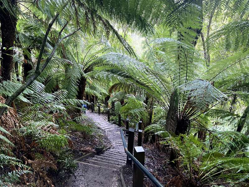 Beech Forest - Hopetoun Falls