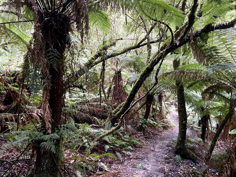 Beech Forest - Little Aire Falls