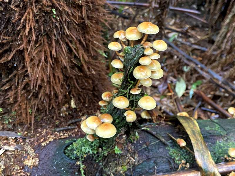 Beech Forest - Triplet Falls