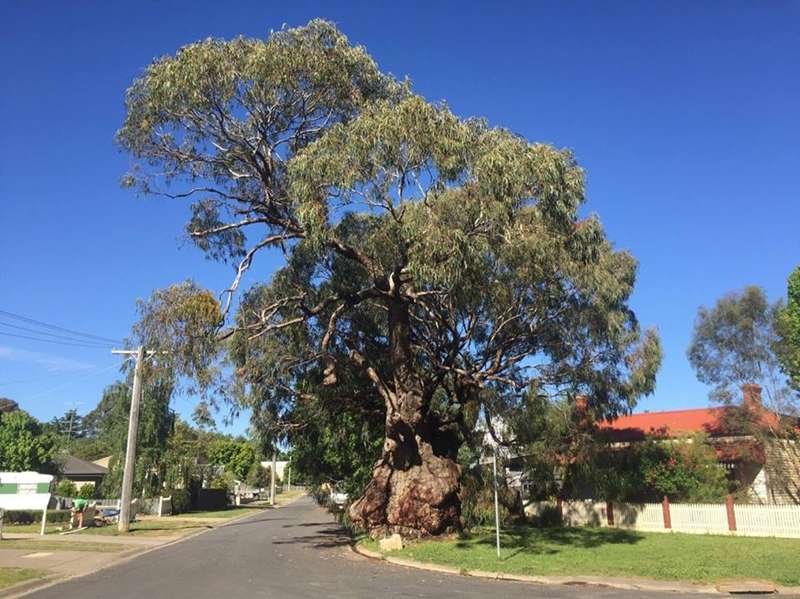 Beechworth - Butt Butt Tree