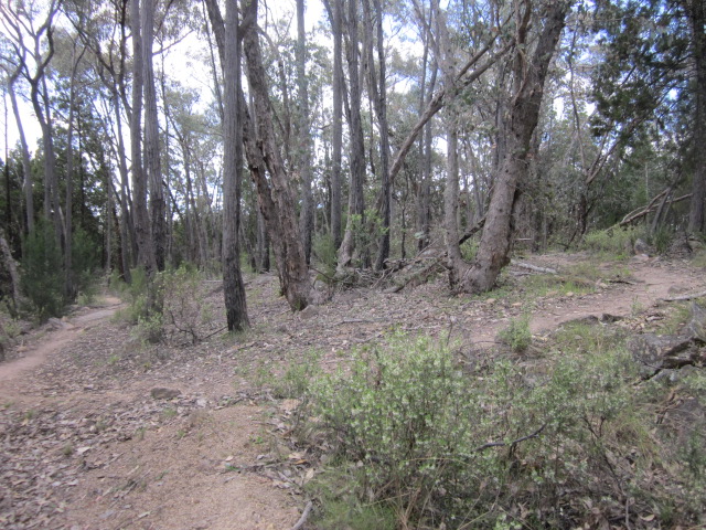 Beechworth Mountain Bike Park