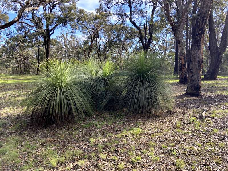 Bells Beach - Ironbark Basin Nature Trail