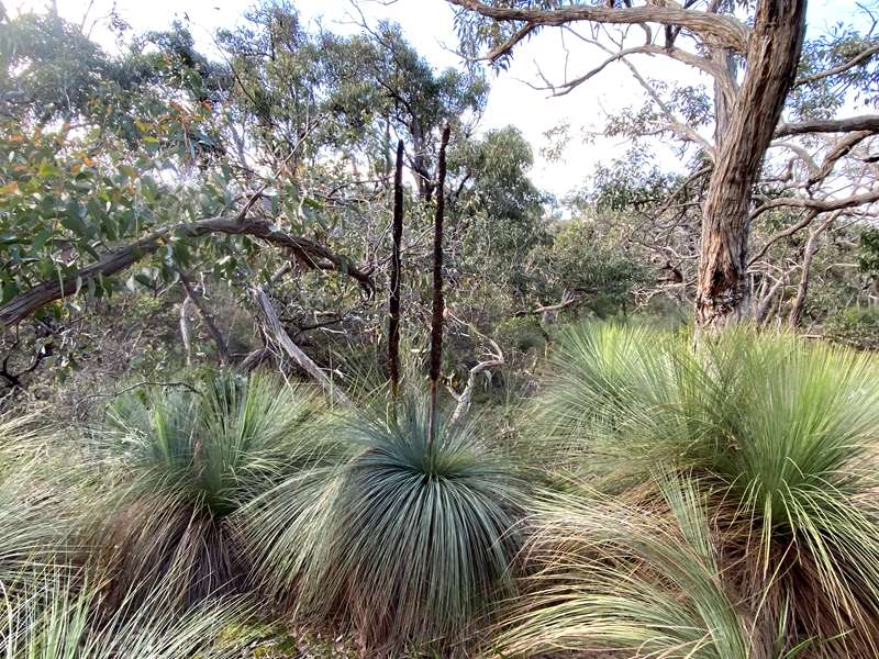 Bells Beach - Yirripa Yan (Wadawurrung Cultural Walk)